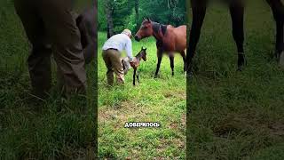 Он рискнул жизнью ради чужого жеребёнка 🐴