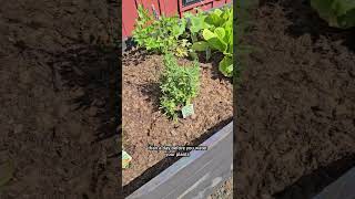 #milkpaint #gardenbeds #gardenfail #paintfail #diyfail #kitchengarden