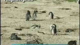chubut pinguinos punta tombo casanova ariel el gringo