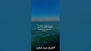الشيخ سيد سعيد ♥️تلاوة خاشعة #quran #explore #tiktok #قرآن