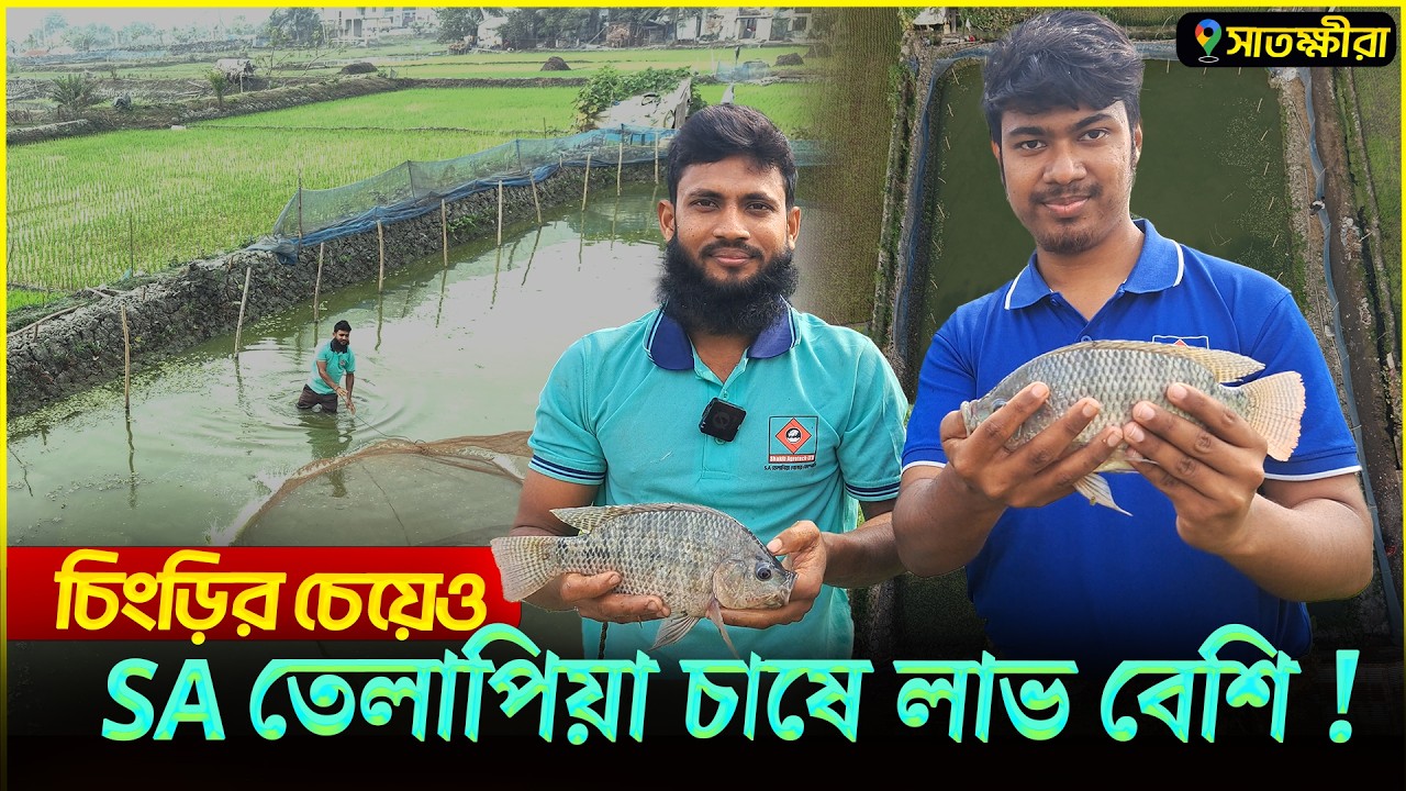 প্রবাস থেকে এসে SA তেলাপিয়া চাষী || সাতক্ষীরায় চিংড়ি চাষ না করে, SA তেলাপিয়া চাষে সফল || Shakib AGRO