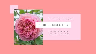 Planting A David Austin Bare Root Rose Jubilee Celebration English Rose 