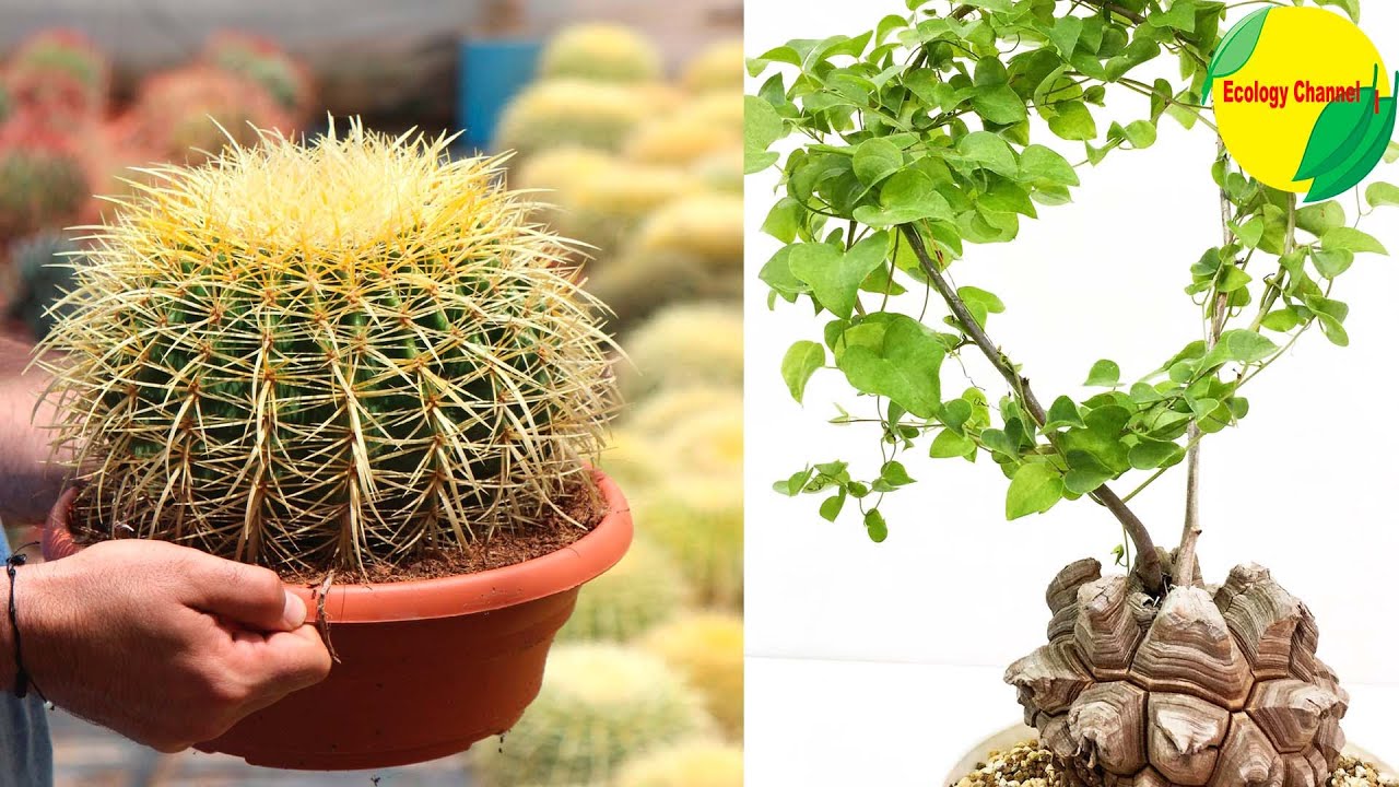 15 Plantas en Peligro de Extinción en México - YouTube