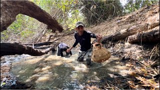 Bắt Cá Cạn Mùa Khô Giữa Rừng Già Survival challenge to find food in the dry season