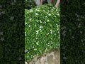 Blossoms of Friendship 🌿 #Friendship #NatureLove #WhiteFlowers #PeacefulVibes #GardenBeauty