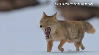 Cuteness overload! Tibetan fox seen frolicking in the snow with "smile" in NW China's Qinghai