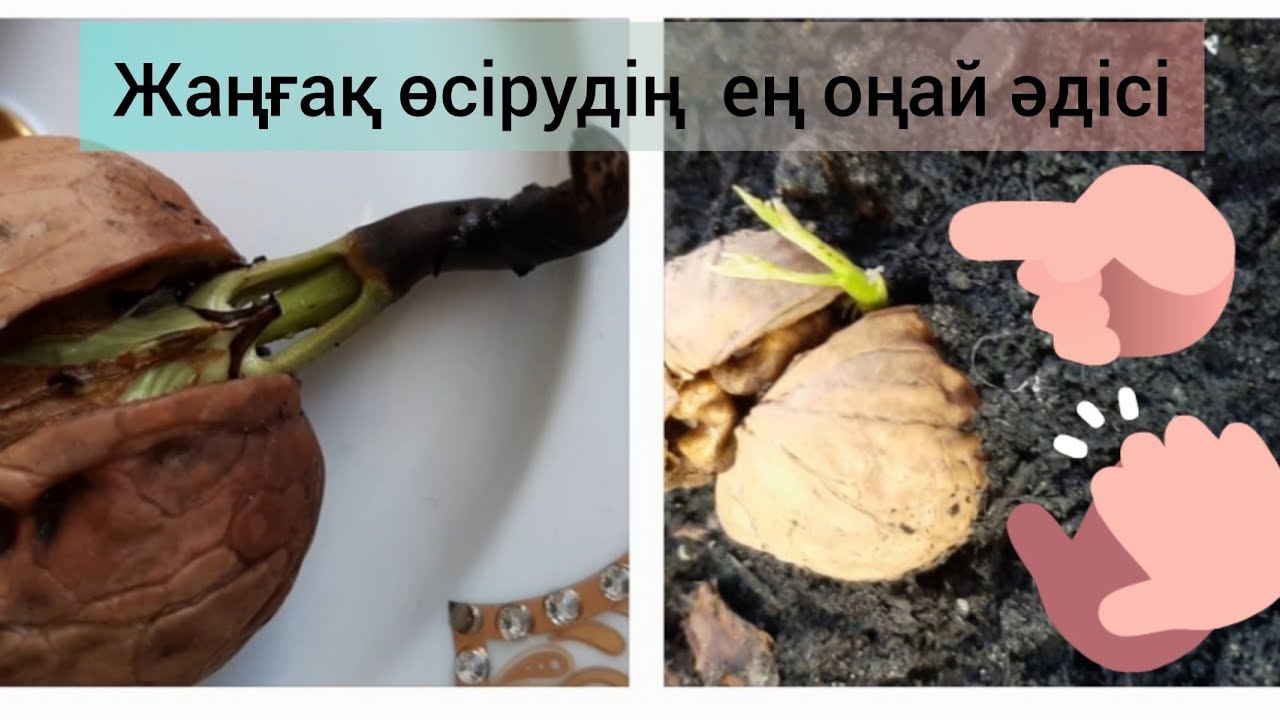 Орынбордағы жыныстық мектеп оқушылары