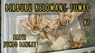 BERBURU KELOMANG MONSTER JUMBO, VLOG BERBURU KE 3