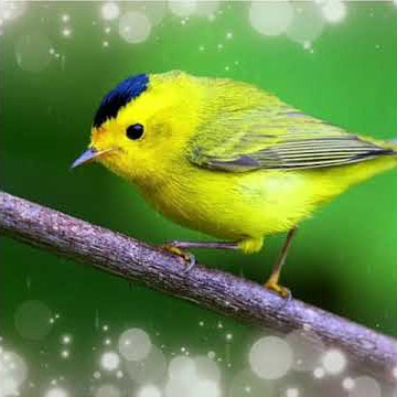 Suara Burung, Bird Song Wilson's Warbler (Cardellina pusilla) Gacor di Alam Liar #Shorts
