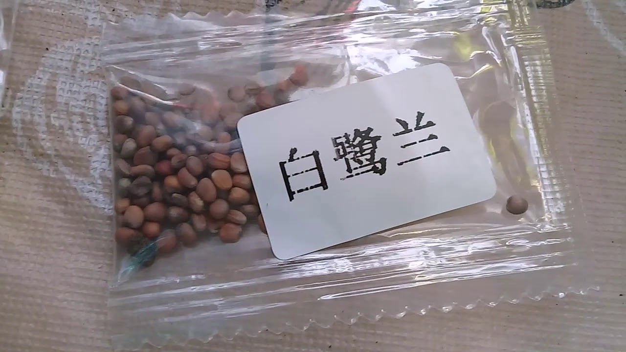 Семена из китая цены
