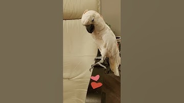 Thumbnail of My Funny Valentine #shorts