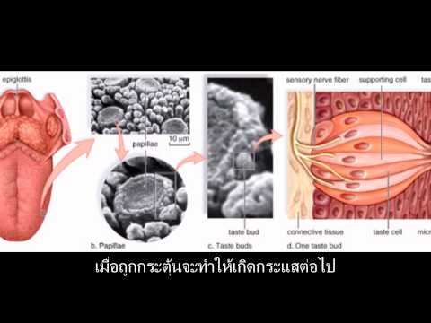 วีดีโอ: Tongue Talk: กายวิภาคของลิ้นสุนัข