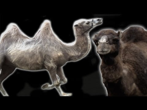 Epic Camel Riding FAIL | Earth Unplugged