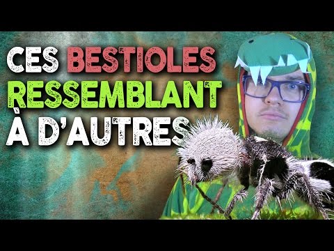 Vidéo: Fourmi Panda, C'est Une Guêpe Allemande - Vue Alternative