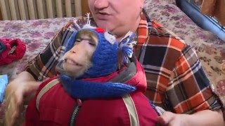 Обезьяна в доме Обезьяна в доме