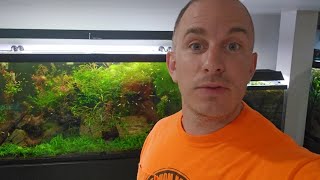 What happens if you don't feed your fish for a week? Do they die?!? Surprise ending! Information