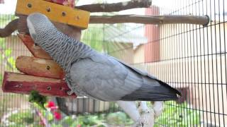 Parrot Diet U0026 Enrichment