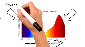 Lumens, watts, PAR and PPFD