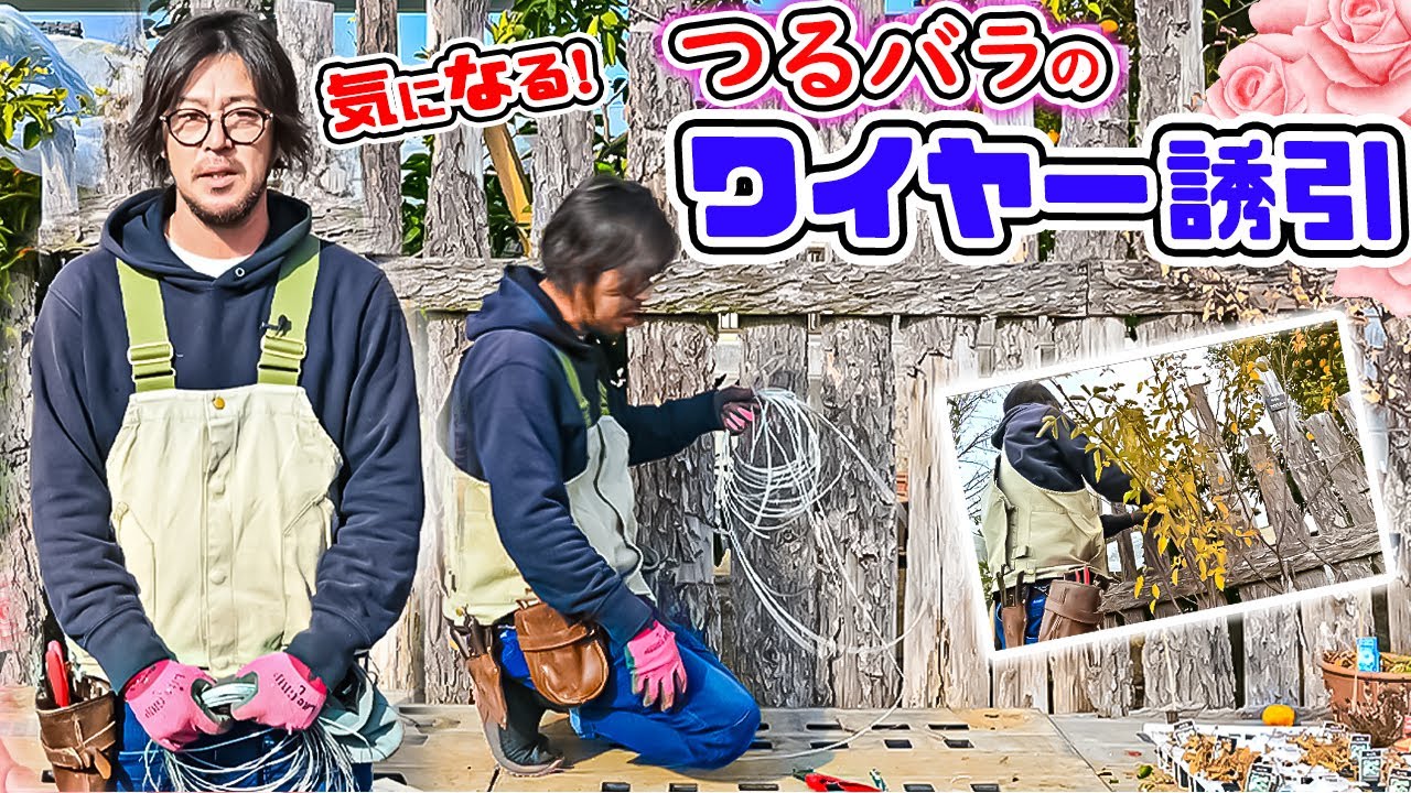 【バラのワイヤー誘引🌹】実際に【クリスティアーナ】を誘引してみましょう♪[ローズガーデン・ カネコ]さん