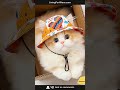 🌞 Sunny Catwalk Fisherman Hat — Let Those Ears Breathe All Summer! 🐾🧢