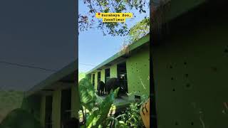 Elephant Vilage Kbs kebunbinatang surabaya jawatimur