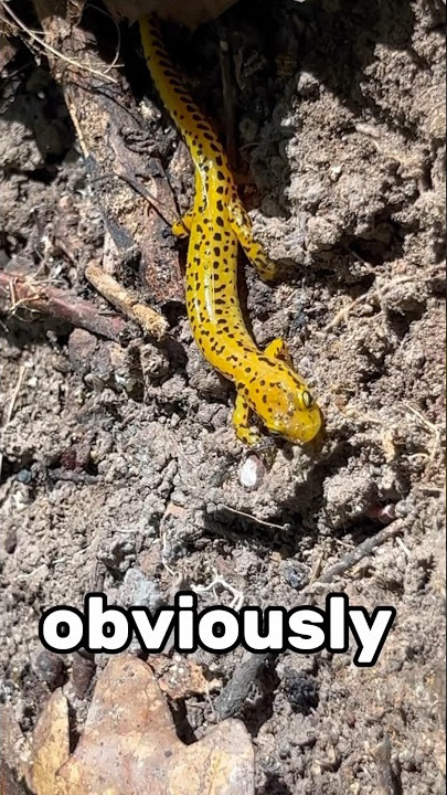 Meet the long-tailed salamander (Eurycea longicauda)!