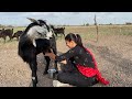 Goat milking kiya village me ajj...#goat_milking_byhand