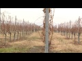 Абхазские сорта винограда выращивают около Тбилиси