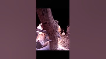 Crow relaxing wallaby #ticksremovalasmr #animalworld #wildlife #animalshort #crows #wallaby #ticks