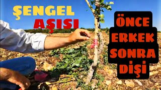 Antep Fıstığında Aşi Tutmama Uyuşmama Sorunda Uygulanacak Aşi Tekniği...