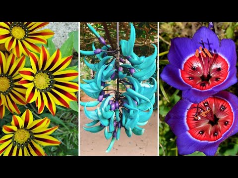 Vídeo: As flores mais bonitas do mundo