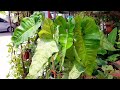 Tricks&Tips; Reverted Philodendron Paraiso verde||Ganito ang ginawa ko para bumalik sa variegation