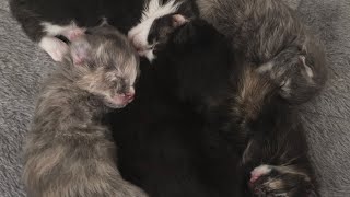 Watch these newborn kittens journey! by Just a Foster Cat Mom 89 views 2 months ago 4 hours, 55 minutes