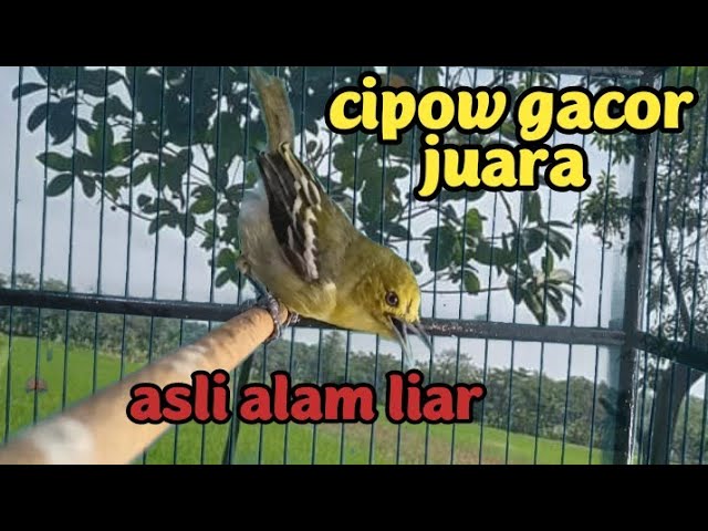 CIPOW JANTAN MEMANGGIL LAWAN asli alam liar bikin gacor Dorr... class=