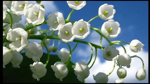 Ngày 02.11.2018: Mầu nhiệm hiệp thông của Hội Thánh