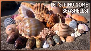Cowries, Tritons, Bonnets, and More | Shell Collecting at Low Tide