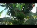 A fruta que se tornou uma imagem de marca da Madeira e tem agora um museu