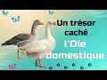 Ref:0kKPglaQ0tw L'oie domestique : un voyage au c ur de la nature