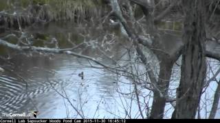 Video 2015 11 30 164300 HOODED MERGANSER DUCK TAKES A SWIM THEN A BATH
