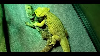 2 Male BEARDED DRAGONS FIGHTING | What it looks Like | Dominance