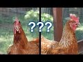 Backyard Chickens - Is it Really Worth it?