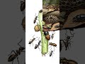 Ants, termites, and beetles recycle organic matter. Worm Wonders! 🐛