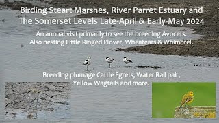 Birding Steart Marshes & Somerset Levels Late-April & Early-May 2024