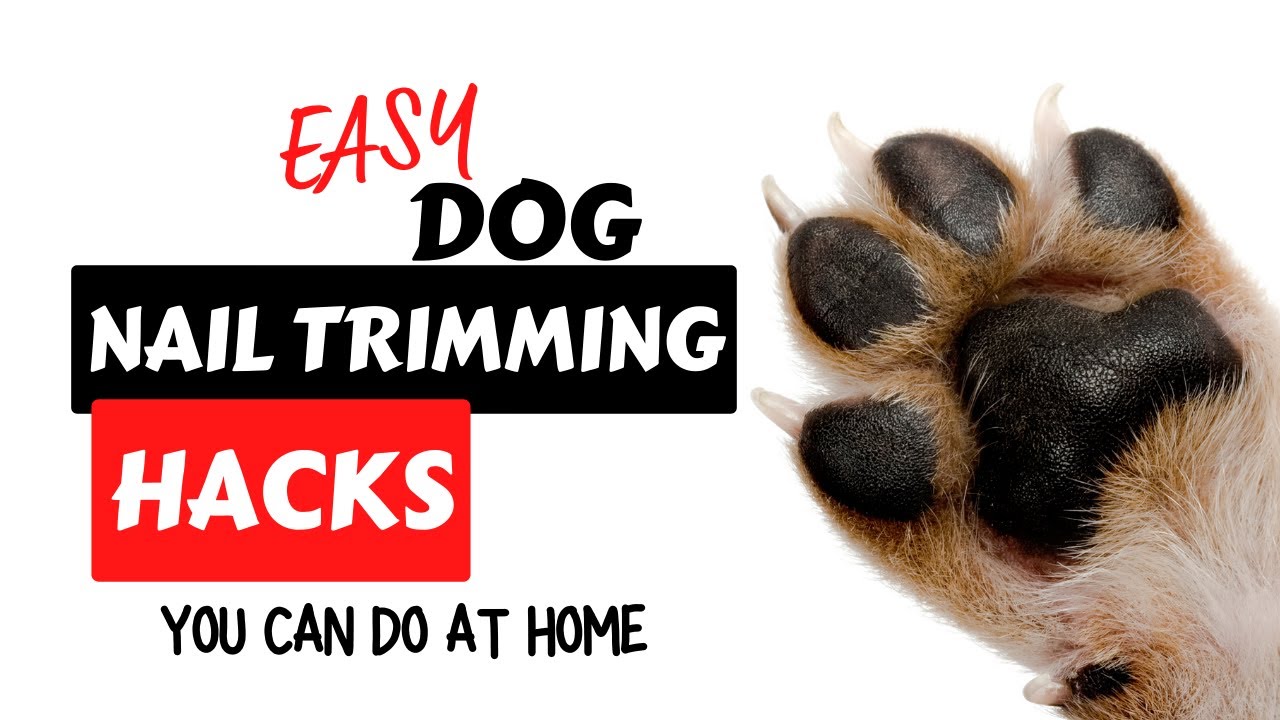 A Guide to Nail Trimming in Dogs - Doobert A Guide to Nail Trimming in Dogs