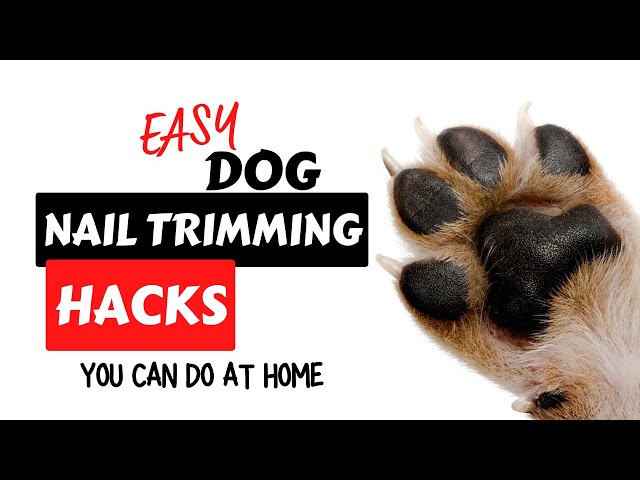 Dog Nail Trimming: 7 Tips For An Easy Trim | Monkoodog