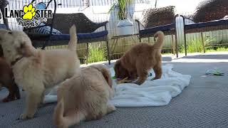 Cheerful Golden Retriever Puppies