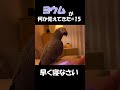 ヨウムが何か覚えてきた#15