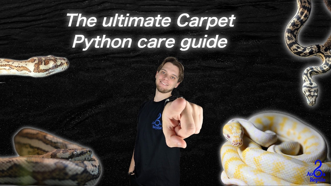 THE ULTIMATE CARPET PTYHON CARE GUIDE - YouTube