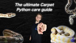 THE ULTIMATE CARPET PTYHON CARE GUIDE