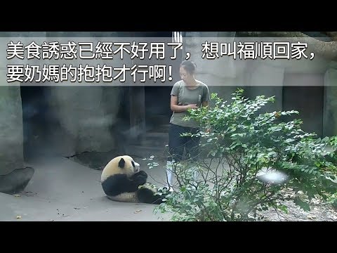 《熊貓早晚安》美食誘惑已經不好用了，想叫福順回家，要奶媽的抱抱才行啊！ | iPanda